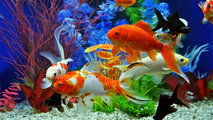 Detail Aquarium Hd Nomer 45