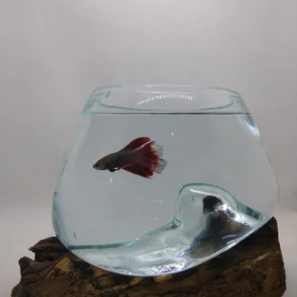 Detail Aquarium Ikan Bulat Nomer 43
