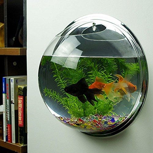 Detail Aquarium Ikan Bulat Nomer 6