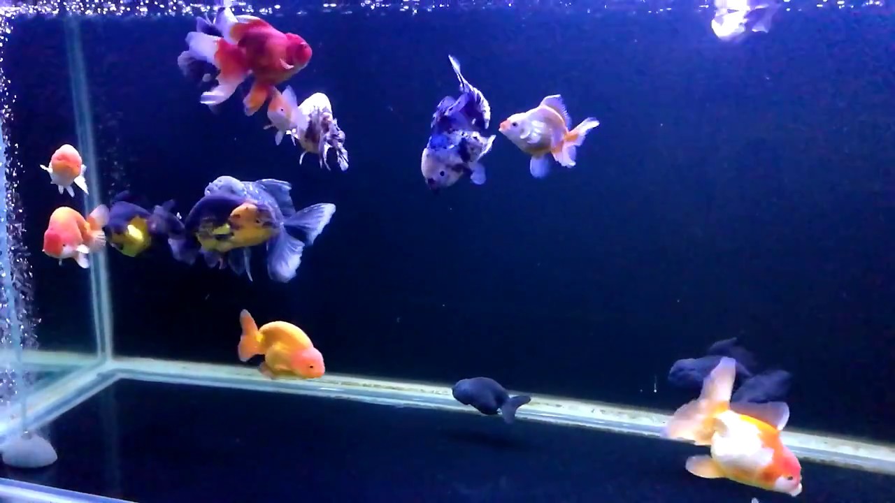 Aquarium Ikan Koki - KibrisPDR