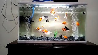 Detail Aquarium Ikan Koki Nomer 2