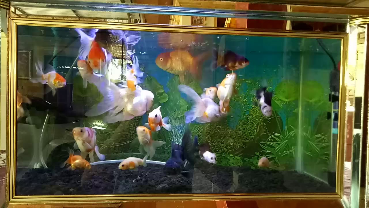 Detail Aquarium Ikan Koki Nomer 11