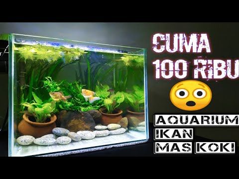 Detail Aquarium Ikan Koki Nomer 40