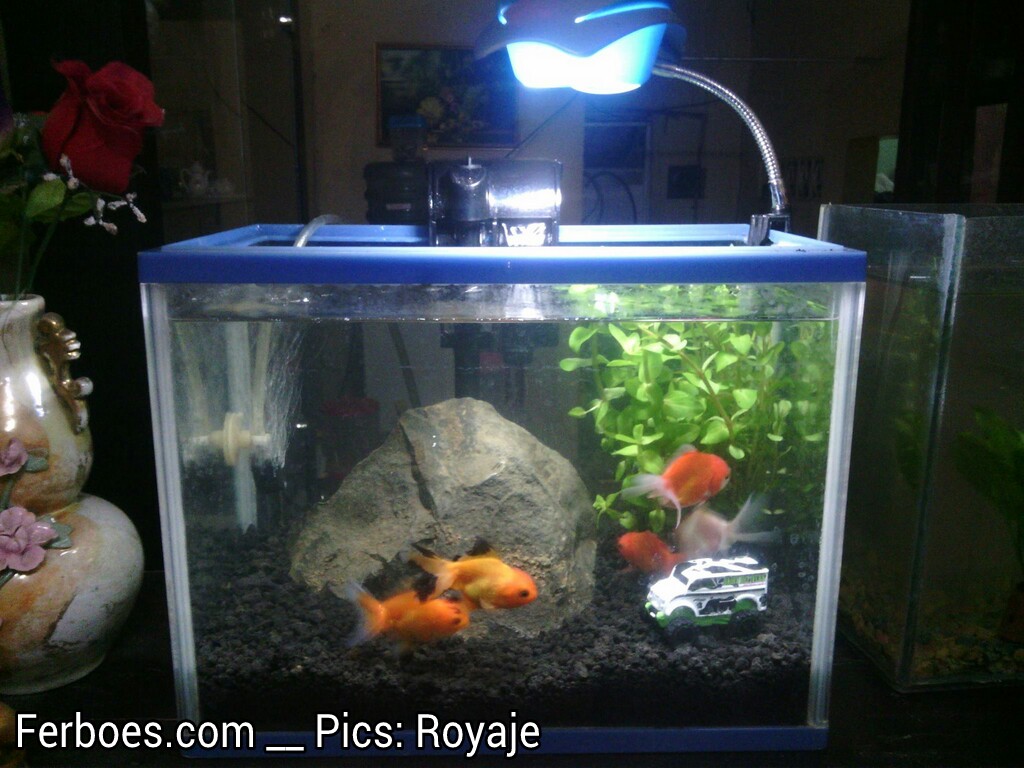 Detail Aquarium Ikan Koki Kecil Nomer 37