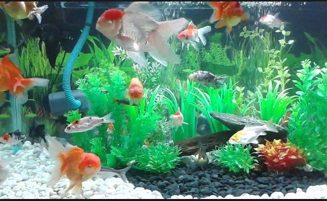 Detail Aquarium Ikan Koki Kecil Nomer 38