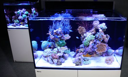 Detail Aquarium Ikan Laut Hias Nomer 16