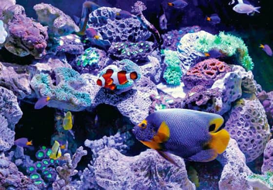 Detail Aquarium Ikan Laut Hias Nomer 17