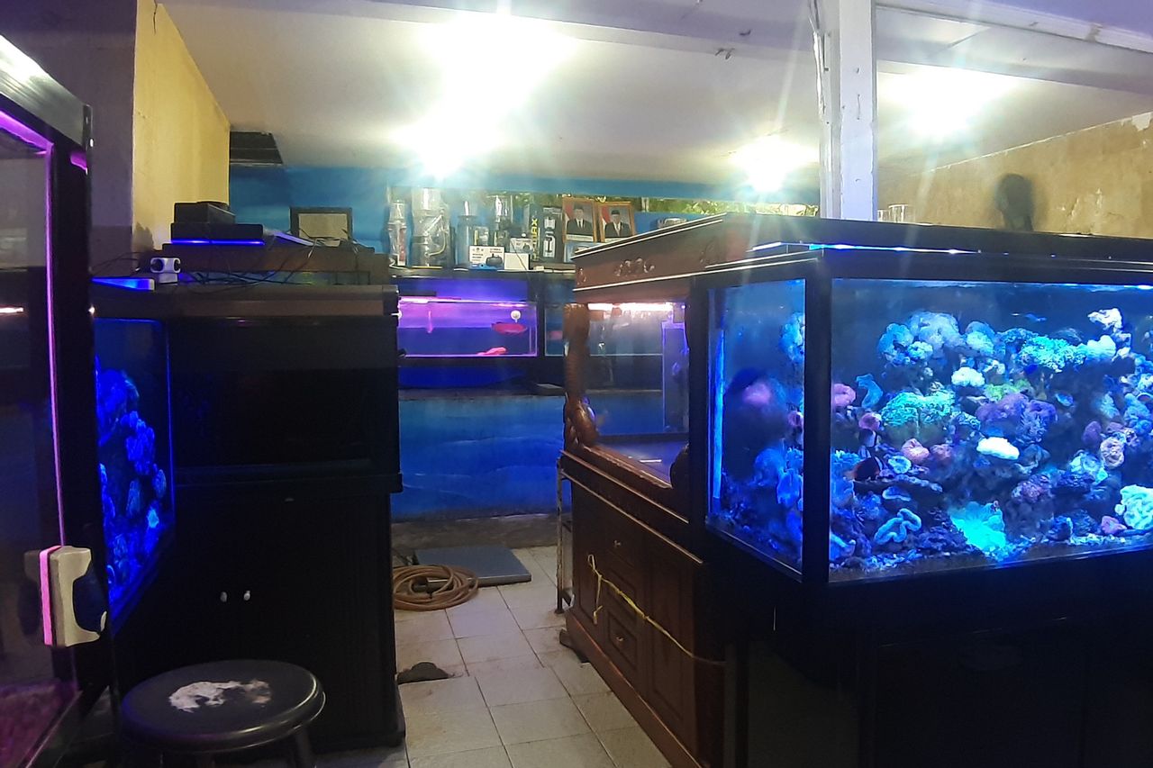 Detail Aquarium Ikan Laut Hias Nomer 18