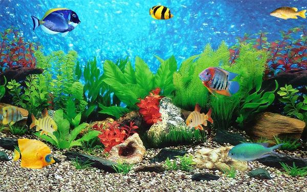 Detail Aquarium Ikan Laut Hias Nomer 25