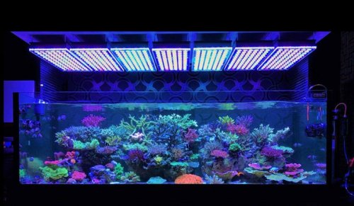 Detail Aquarium Ikan Laut Hias Nomer 26