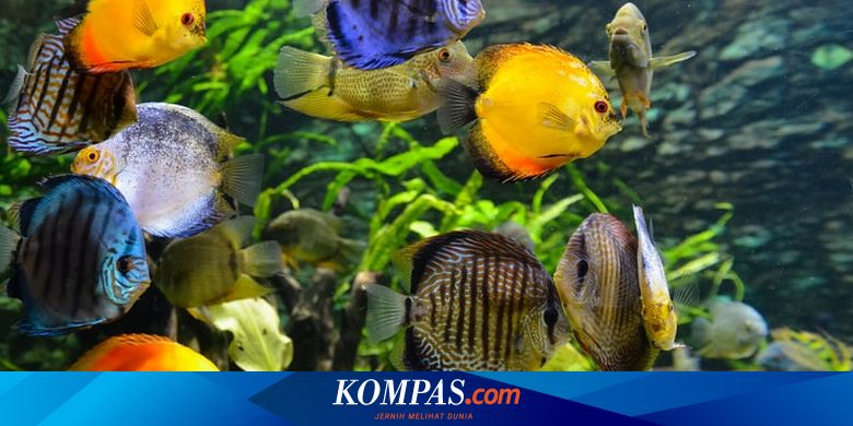 Detail Aquarium Ikan Laut Hias Nomer 44