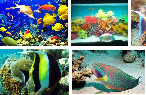 Detail Aquarium Ikan Laut Hias Nomer 6