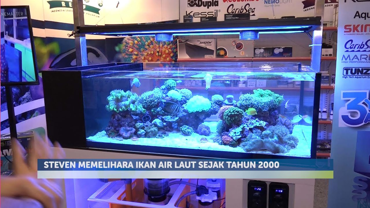 Detail Aquarium Ikan Laut Hias Nomer 9