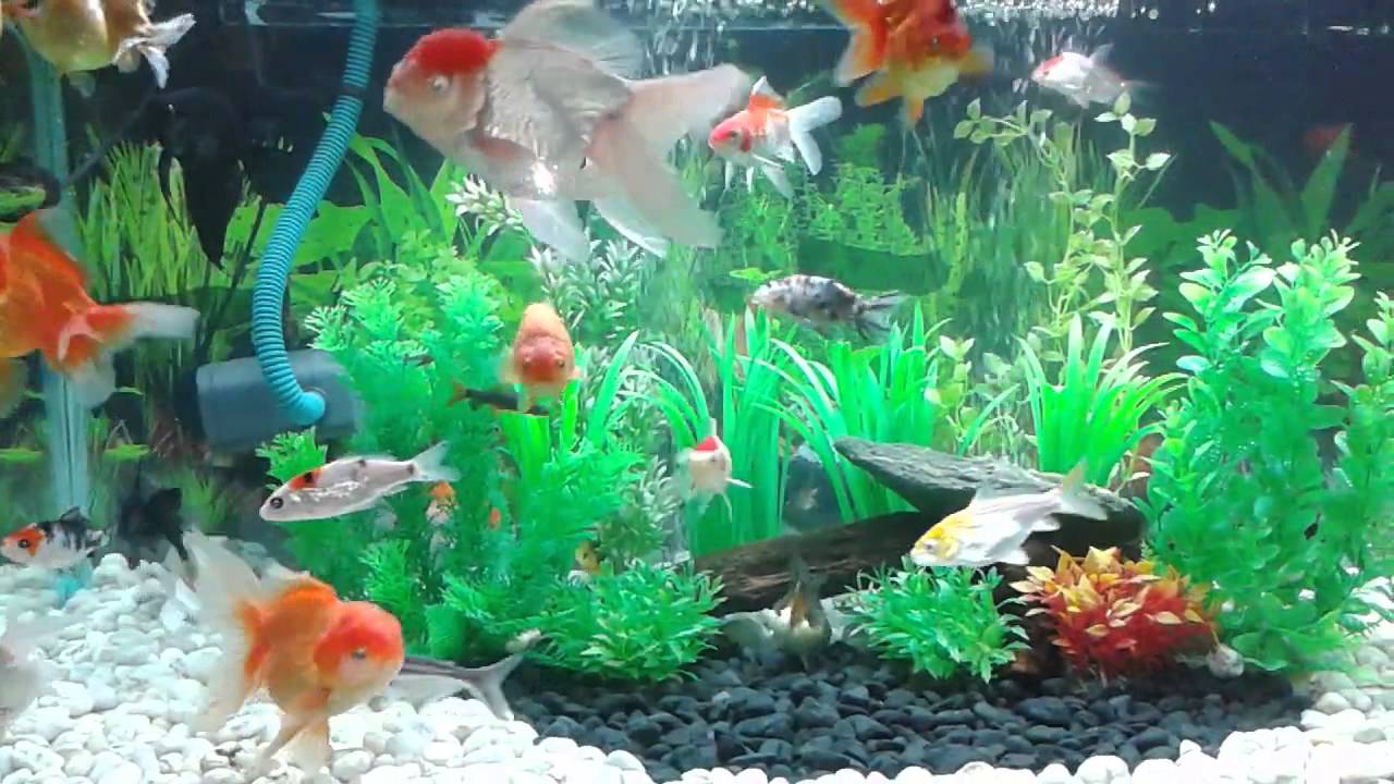 Detail Aquarium Ikan Mas Koki Nomer 11