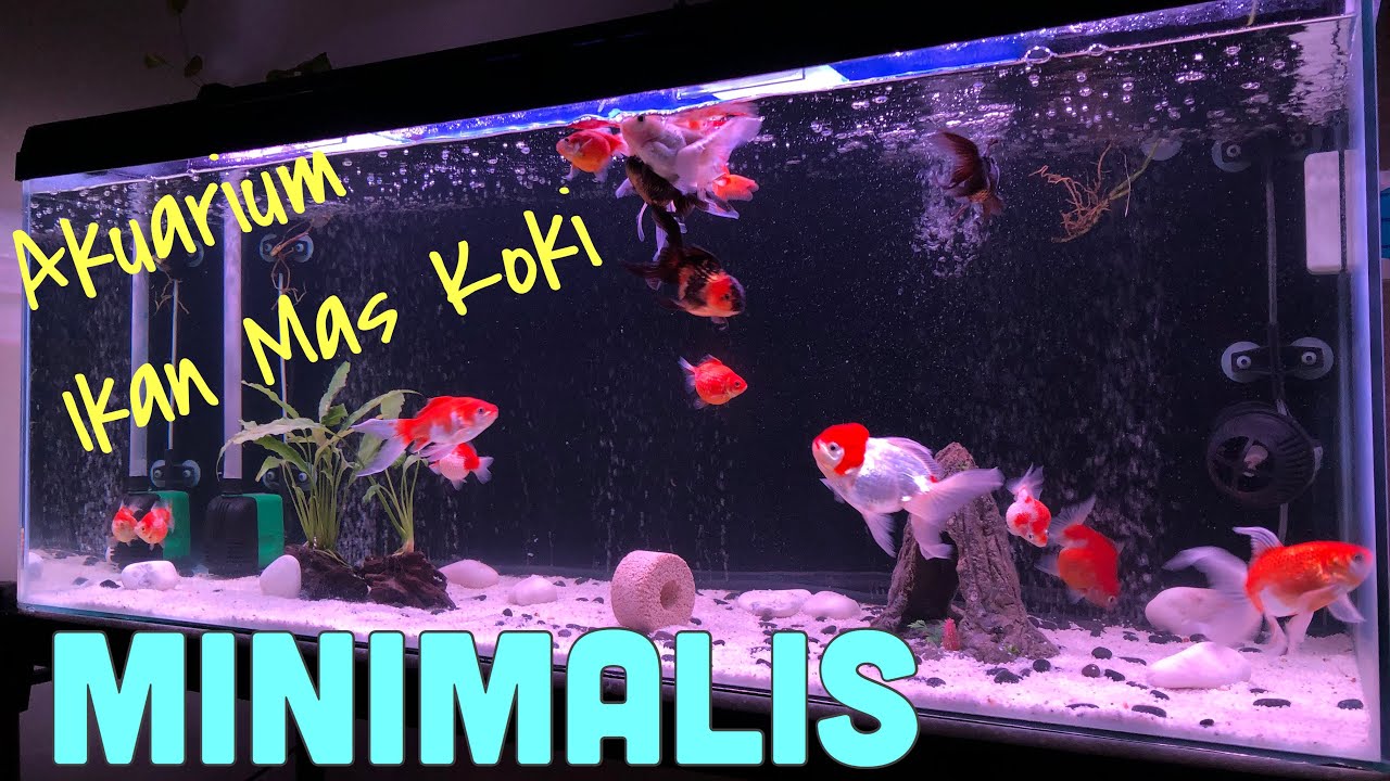 Detail Aquarium Ikan Mas Koki Nomer 40