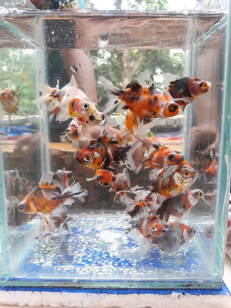 Detail Aquarium Ikan Mas Koki Nomer 50