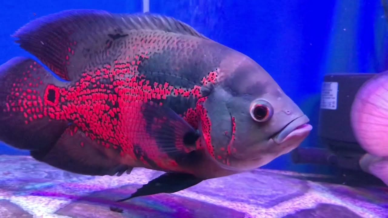 Aquarium Ikan Predator - KibrisPDR
