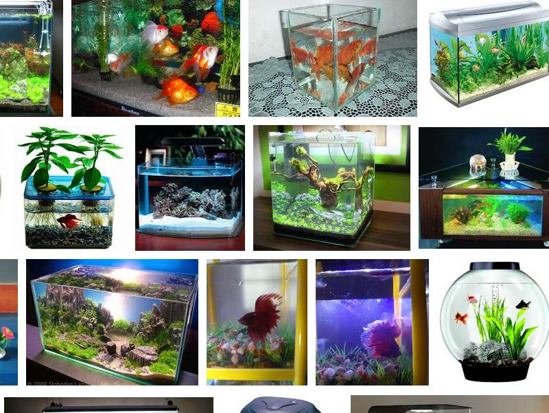 Detail Aquarium Indah Dan Cantik Nomer 20