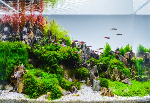 Detail Aquarium Indah Dan Cantik Nomer 3