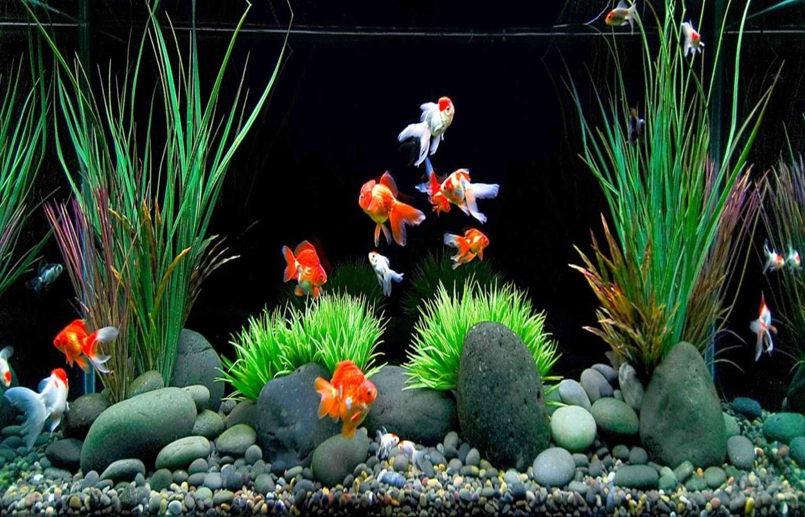 Detail Aquarium Indah Dan Cantik Nomer 22