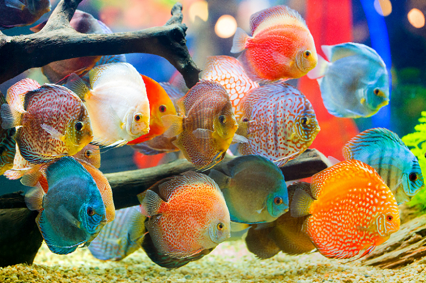 Detail Aquarium Indah Dan Cantik Nomer 38