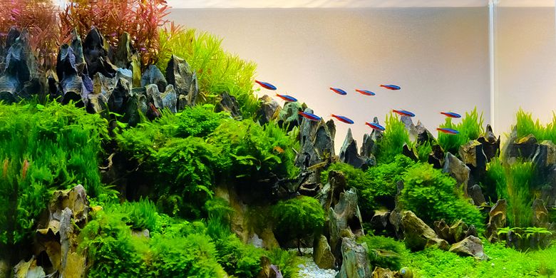 Detail Aquarium Kekinian Nomer 43