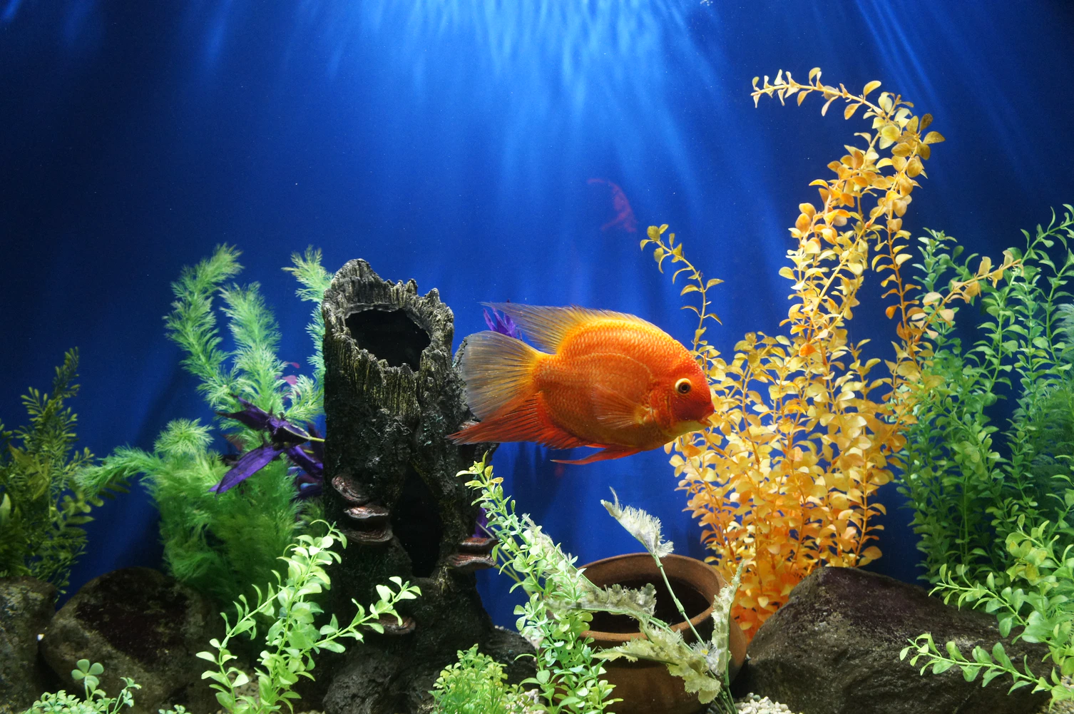 Detail Aquarium Keren Nomer 2