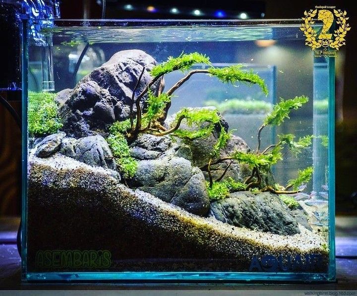 Detail Aquarium Keren Nomer 22