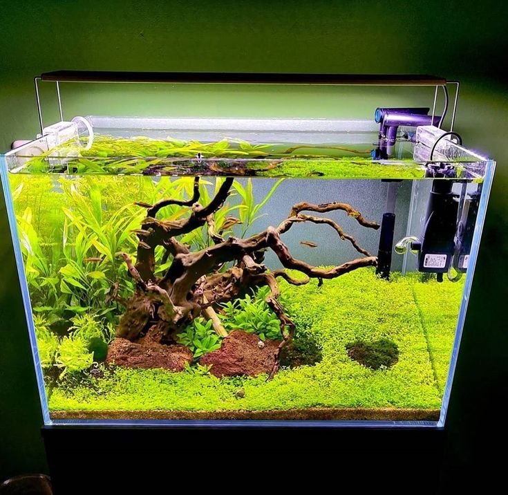 Detail Aquarium Keren Nomer 26