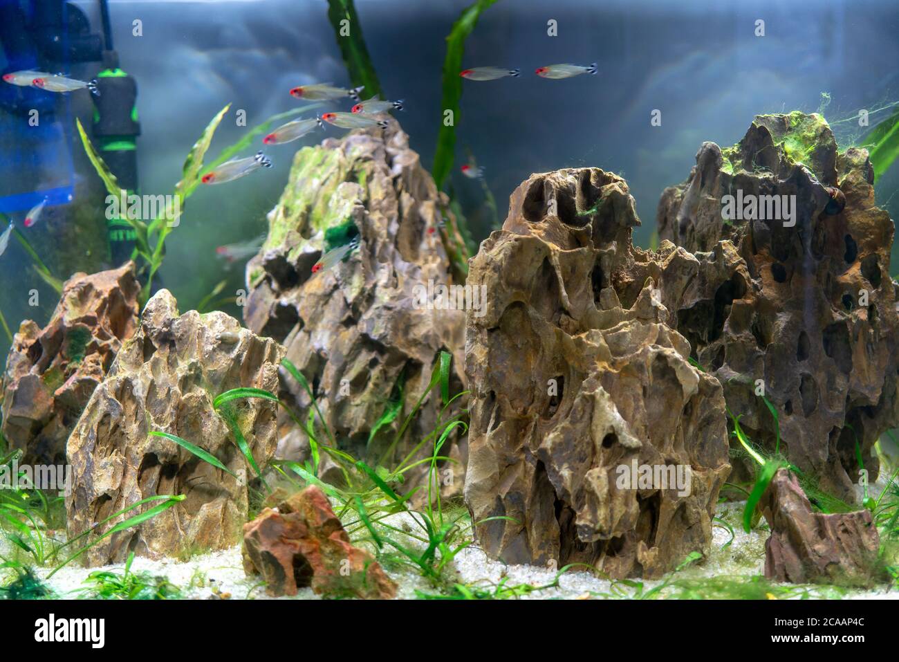 Detail Aquarium Keren Nomer 29