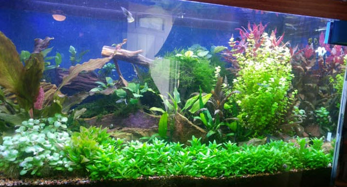 Detail Aquarium Keren Nomer 30