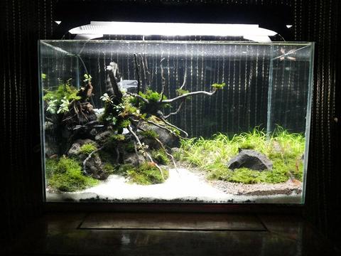 Detail Aquarium Keren Nomer 39