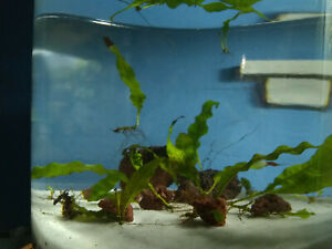 Detail Aquarium Keren Nomer 42