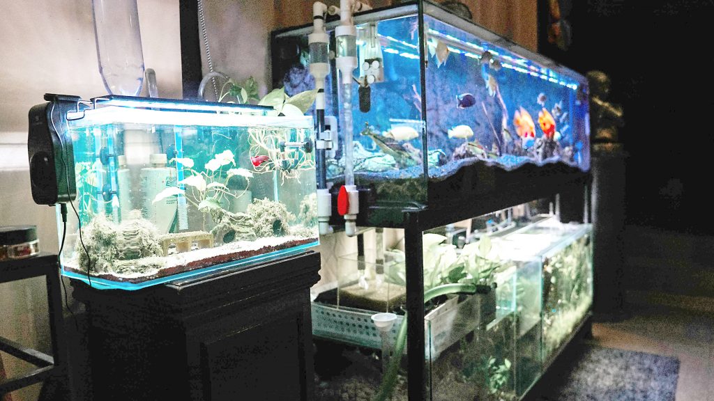 Detail Aquarium Keren Nomer 51