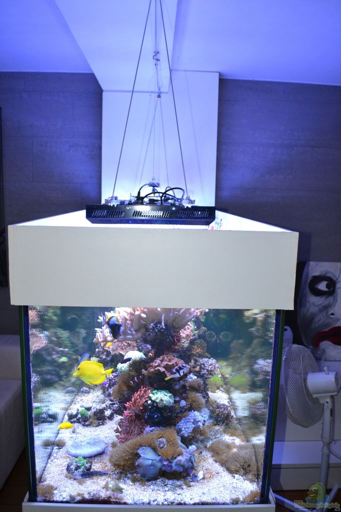 Detail Aquarium Keren Nomer 52