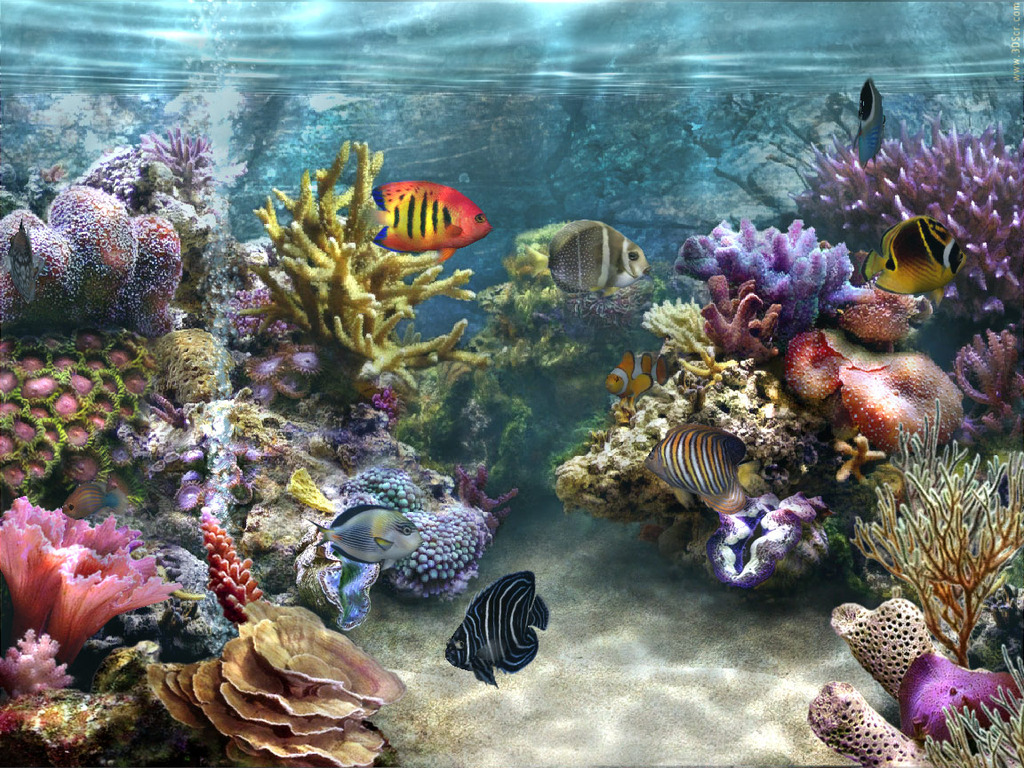 Detail Aquarium Live Wallpaper Apk Nomer 25