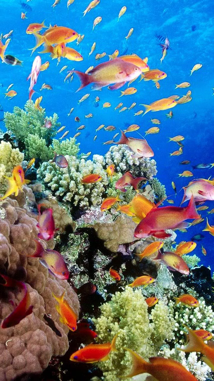 Detail Aquarium Live Wallpaper Apk Nomer 40