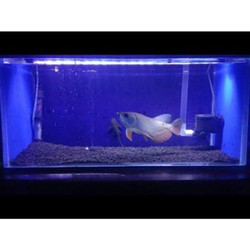 Detail Aquarium Louhan Background Biru Nomer 34