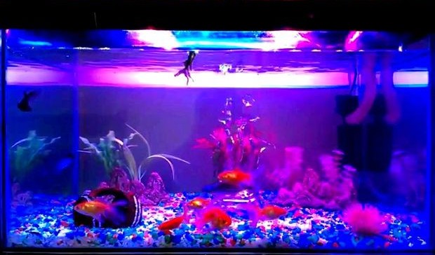 Detail Aquarium Louhan Background Biru Nomer 45