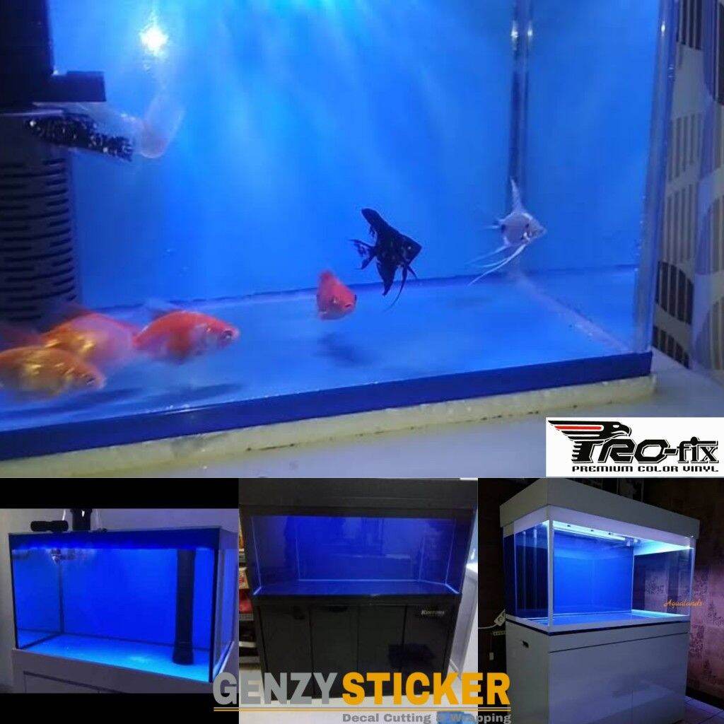 Detail Aquarium Louhan Background Biru Nomer 48