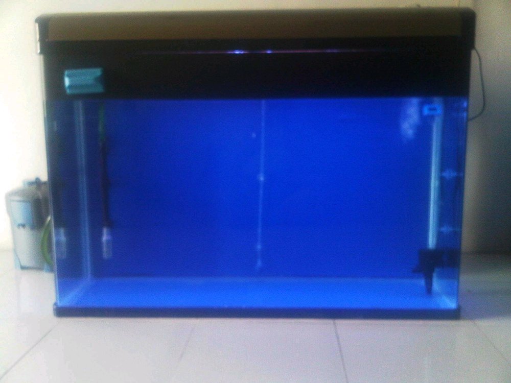 Detail Aquarium Louhan Background Biru Nomer 6