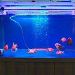 Detail Aquarium Louhan Background Biru Nomer 52