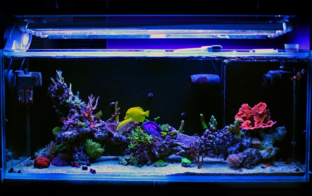 Detail Aquarium Louhan Background Biru Nomer 54