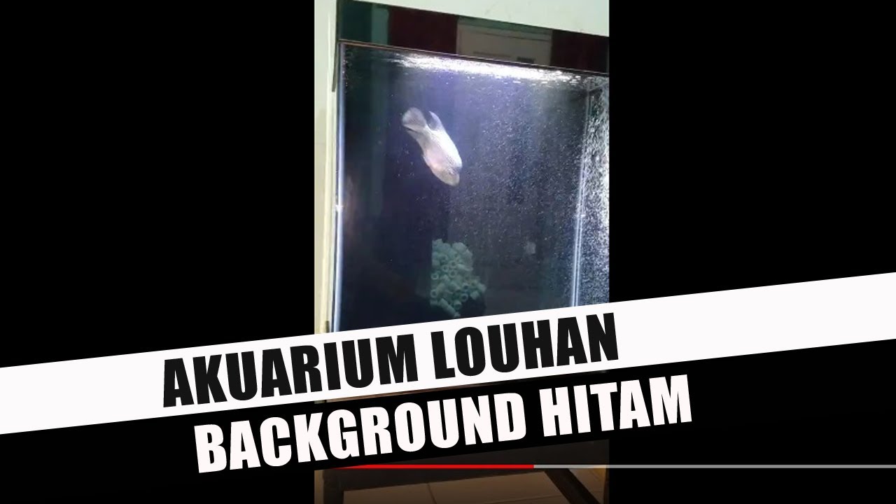 Aquarium Louhan Background Hitam - KibrisPDR
