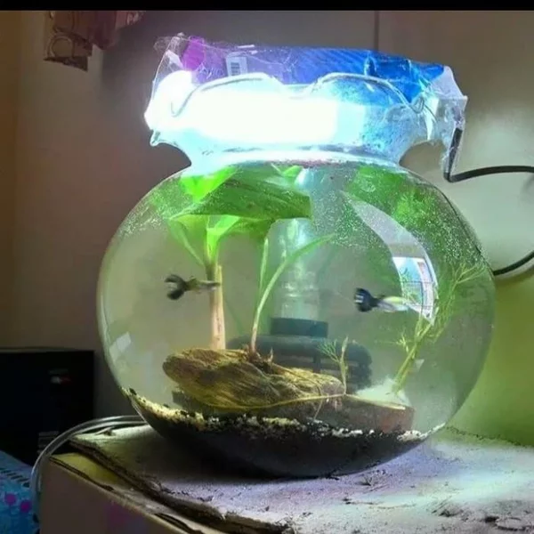 Detail Aquarium Mini Bulat Nomer 55