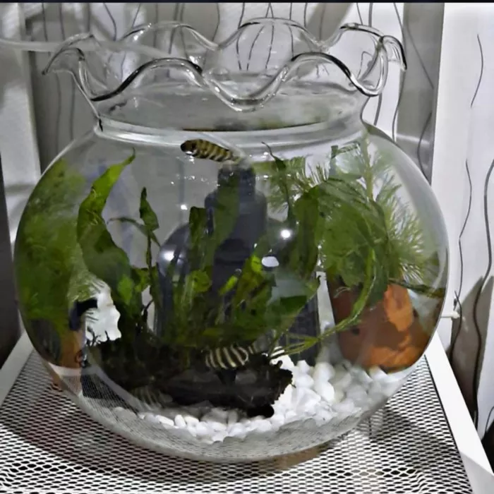 Detail Aquarium Mini Bulat Nomer 8