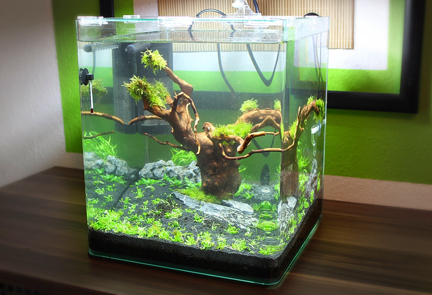 Aquarium Mini Untuk Di Kamar - KibrisPDR