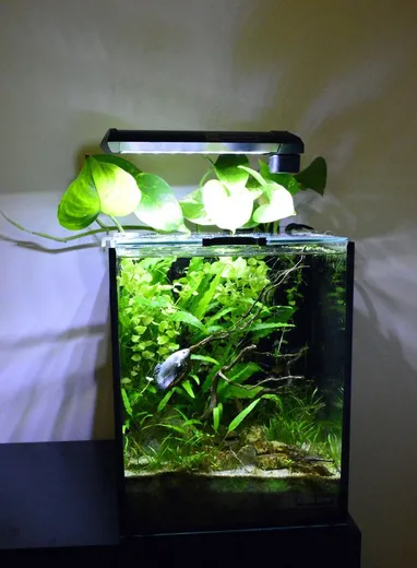 Detail Aquarium Mini Untuk Di Kamar Nomer 16