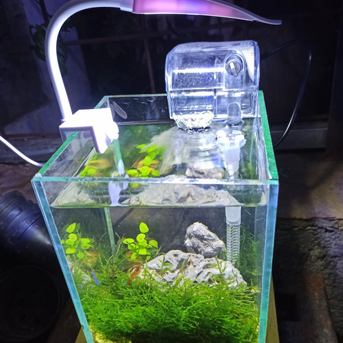 Detail Aquarium Mini Untuk Di Kamar Nomer 22