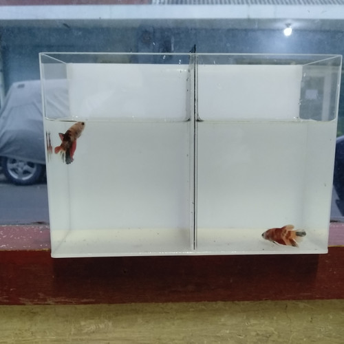 Detail Aquarium Mini Untuk Di Kamar Nomer 25